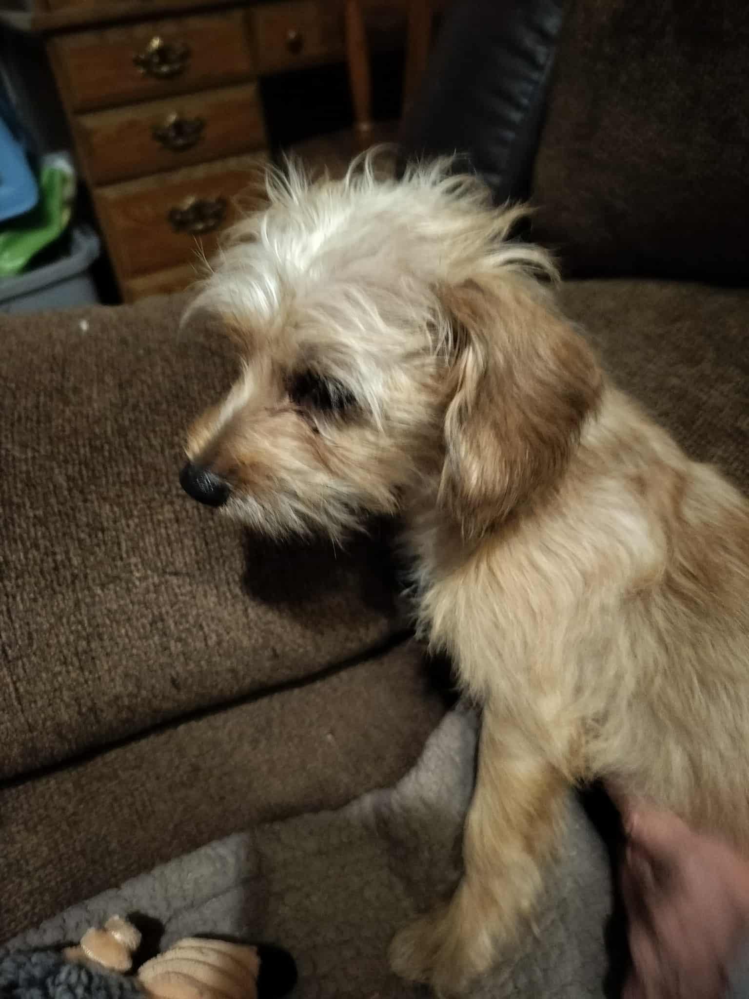 Enlarge CLEO, a ADOPTABLE mixed breed in Harlem, GA image 4/6