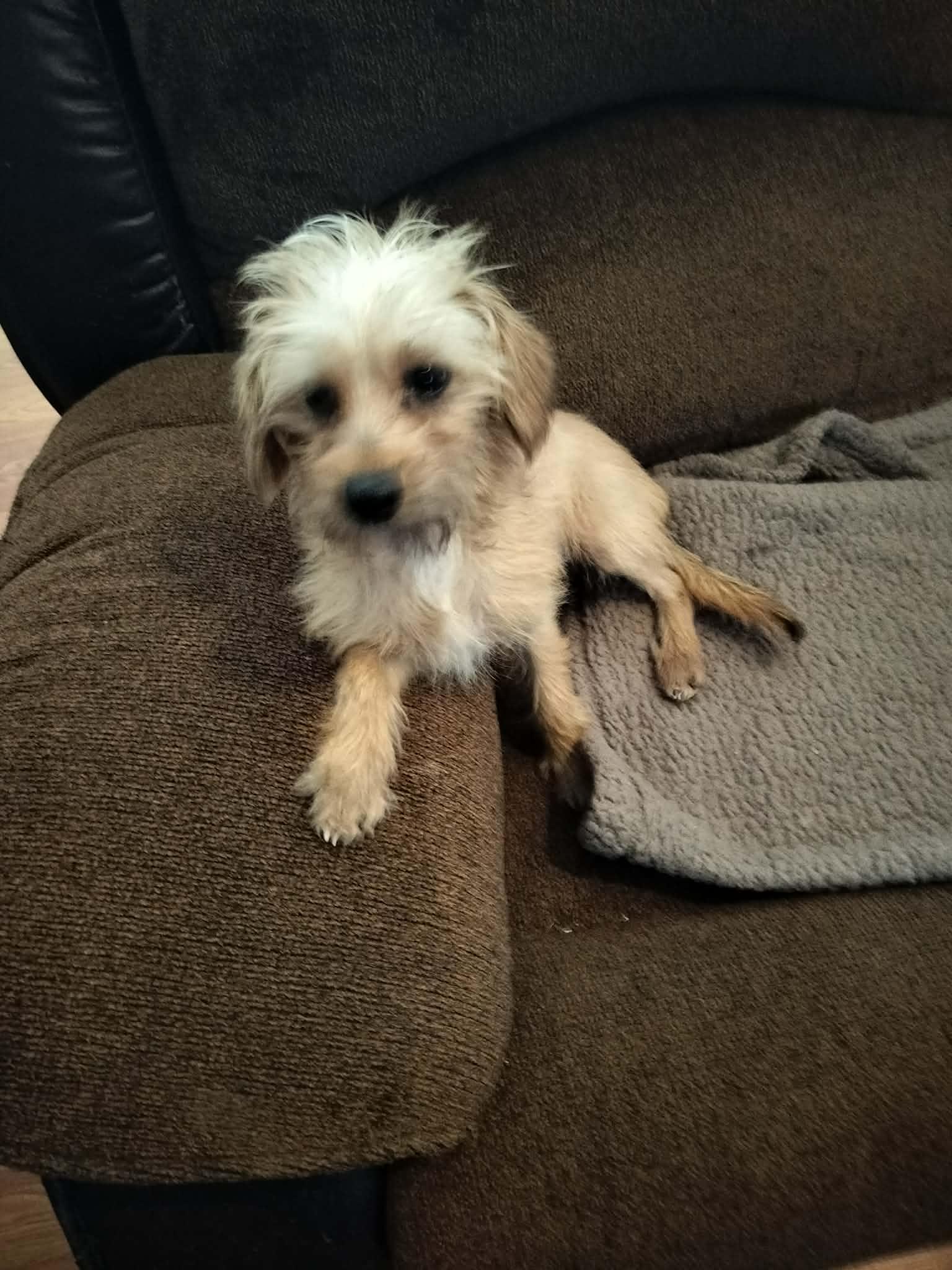 Enlarge CLEO, a ADOPTABLE mixed breed in Harlem, GA image 3/6