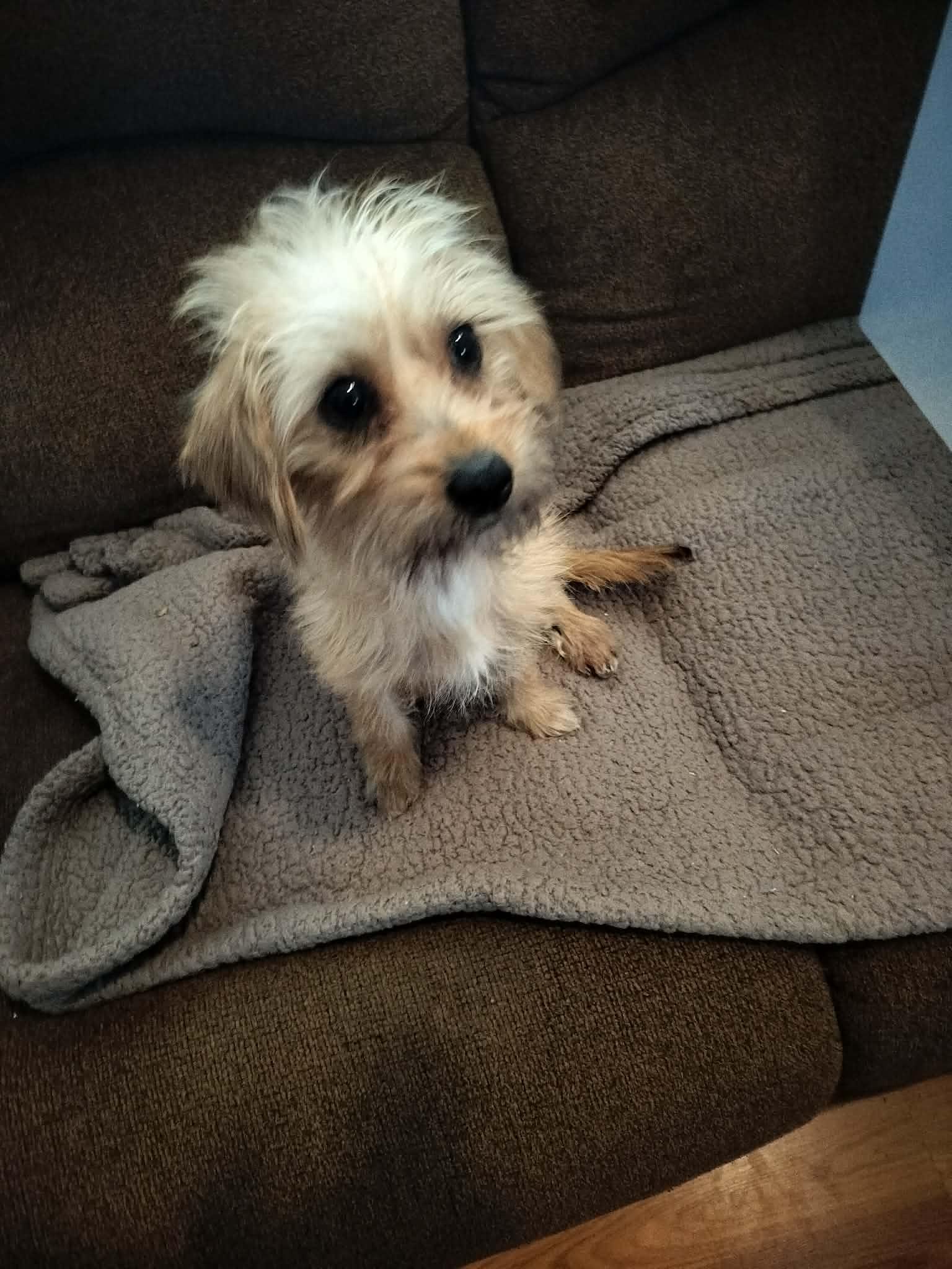 Enlarge CLEO, a ADOPTABLE mixed breed in Harlem, GA image 2/6