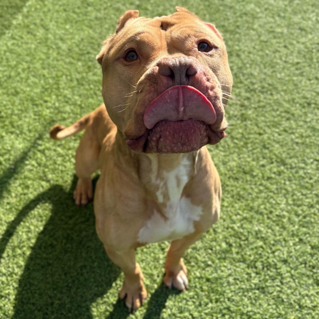 Hudson, Adoptable, Adult Male Mixed Breed.