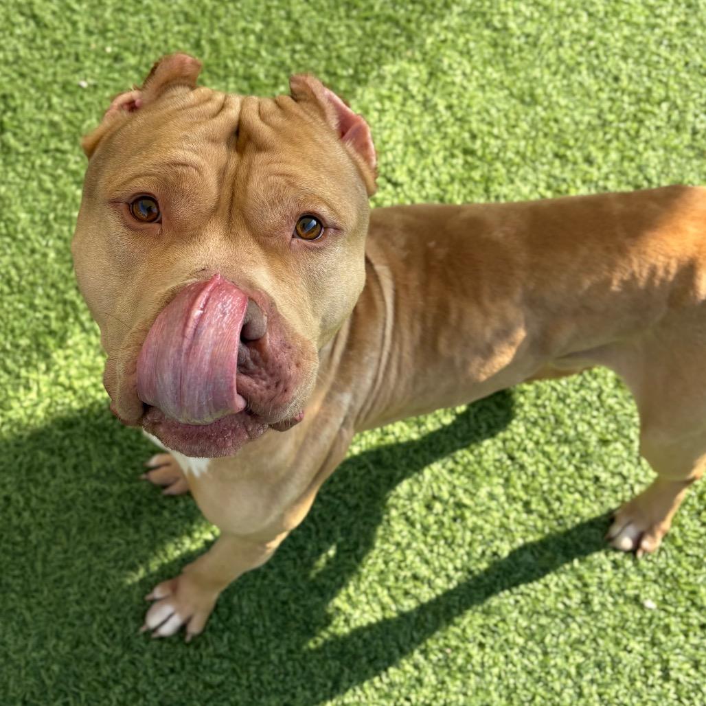 Enlarge Hudson, a Adoptable Mixed Breed in Batavia, OH image 2/6