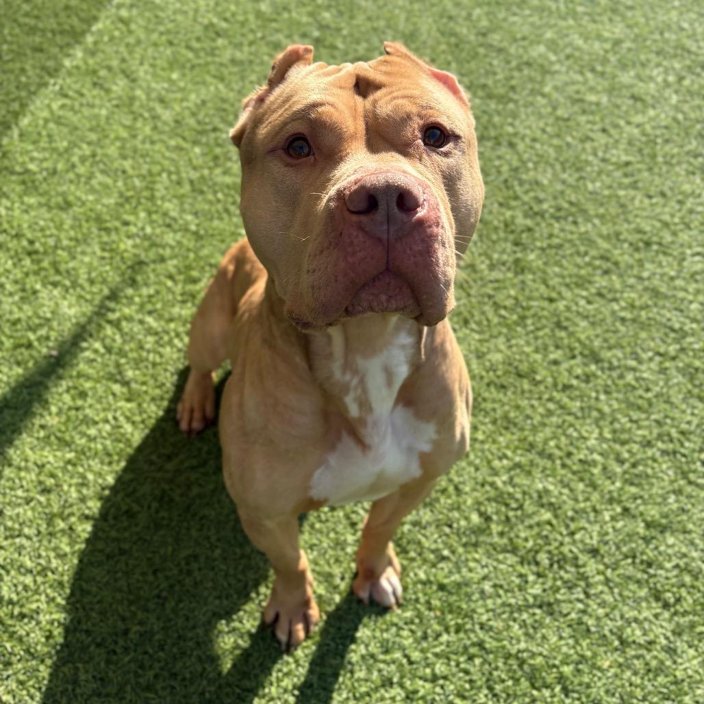 Enlarge Hudson, a Adoptable Mixed Breed in Batavia, OH image 3/6