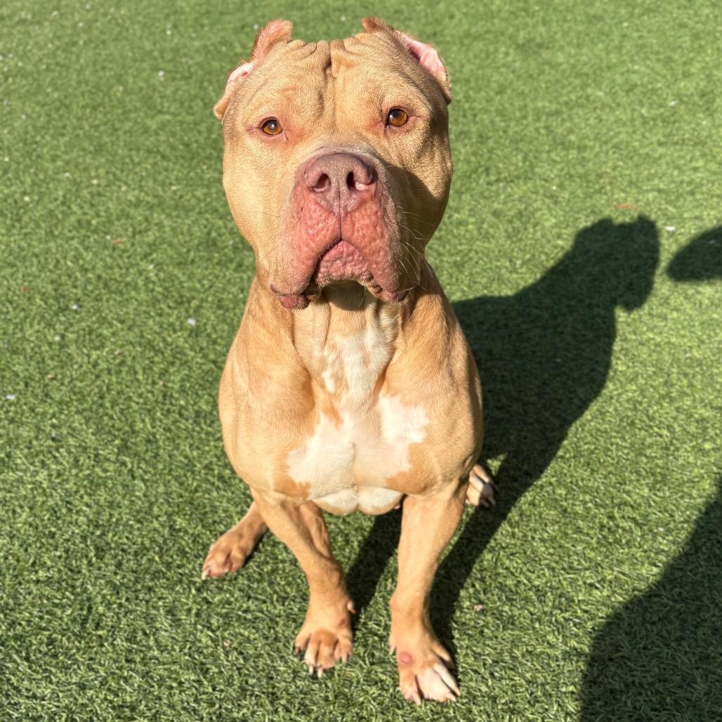 Enlarge Hudson, a Adoptable Mixed Breed in Batavia, OH image 4/6