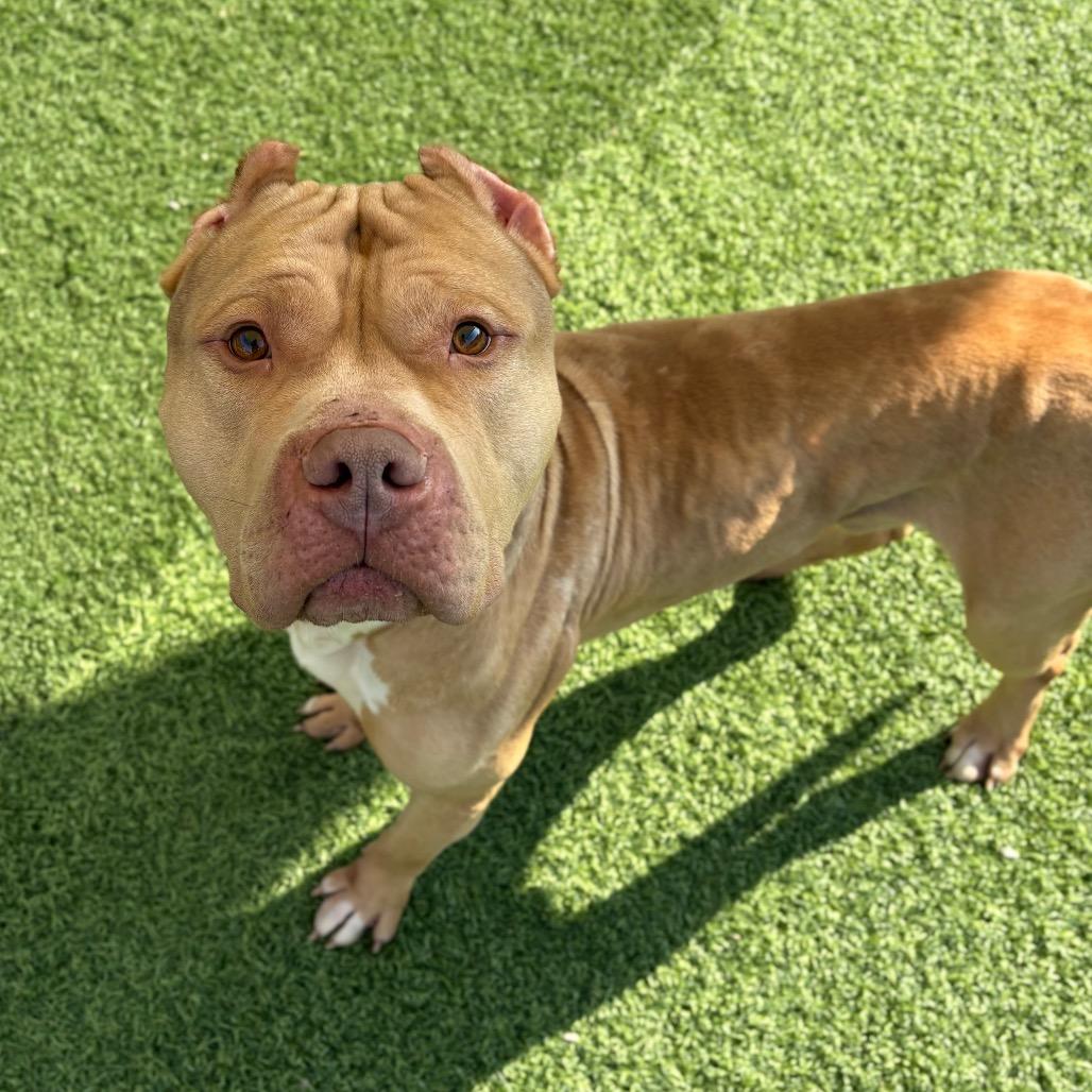 Enlarge Hudson, a Adoptable Mixed Breed in Batavia, OH image 5/6