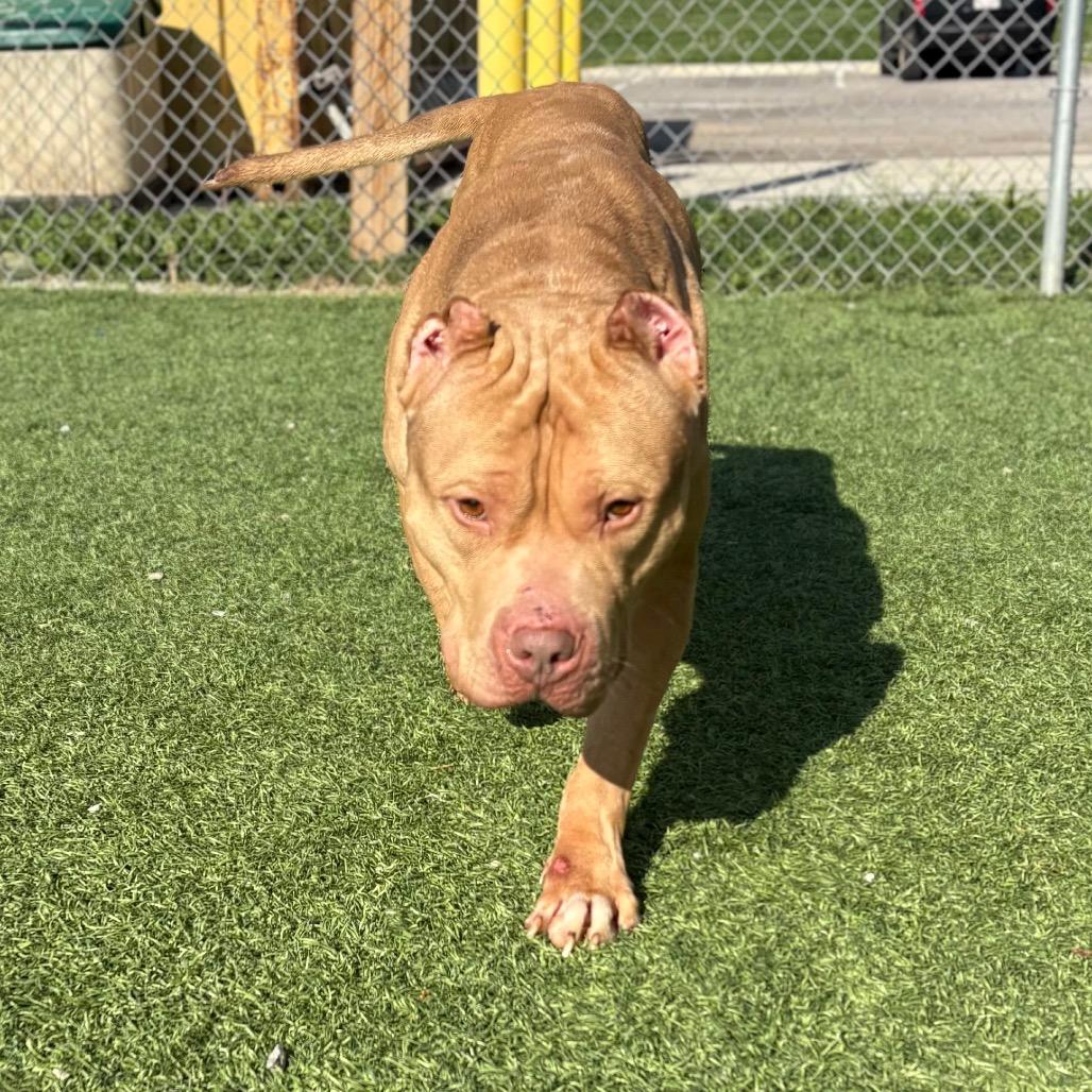 Enlarge Hudson, a Adoptable Mixed Breed in Batavia, OH image 6/6