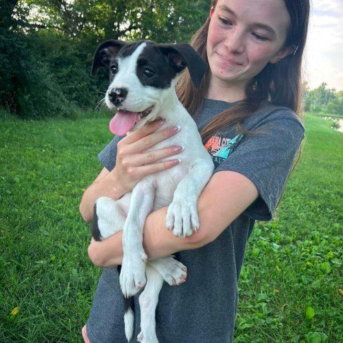 Babette, Adoptable, Puppy Female American Staffordshire Terrier & Mixed Breed.