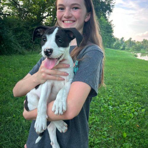 Enlarge Babette, a Adoptable mixed breed in Georgetown, KY image 2/5