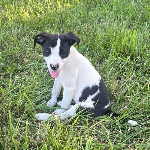 Enlarge Babette, a Adoptable mixed breed in Georgetown, KY image 3/5