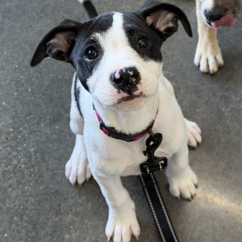 Enlarge Babette, a Adoptable mixed breed in Georgetown, KY image 4/5