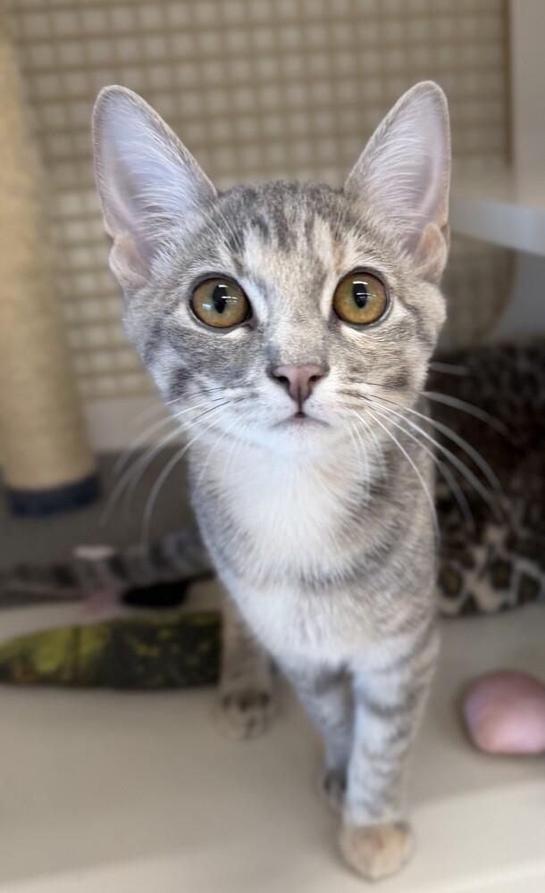 Pocketwatch, a Adoptable mixed breed in Little Rock, AR image 1/5
