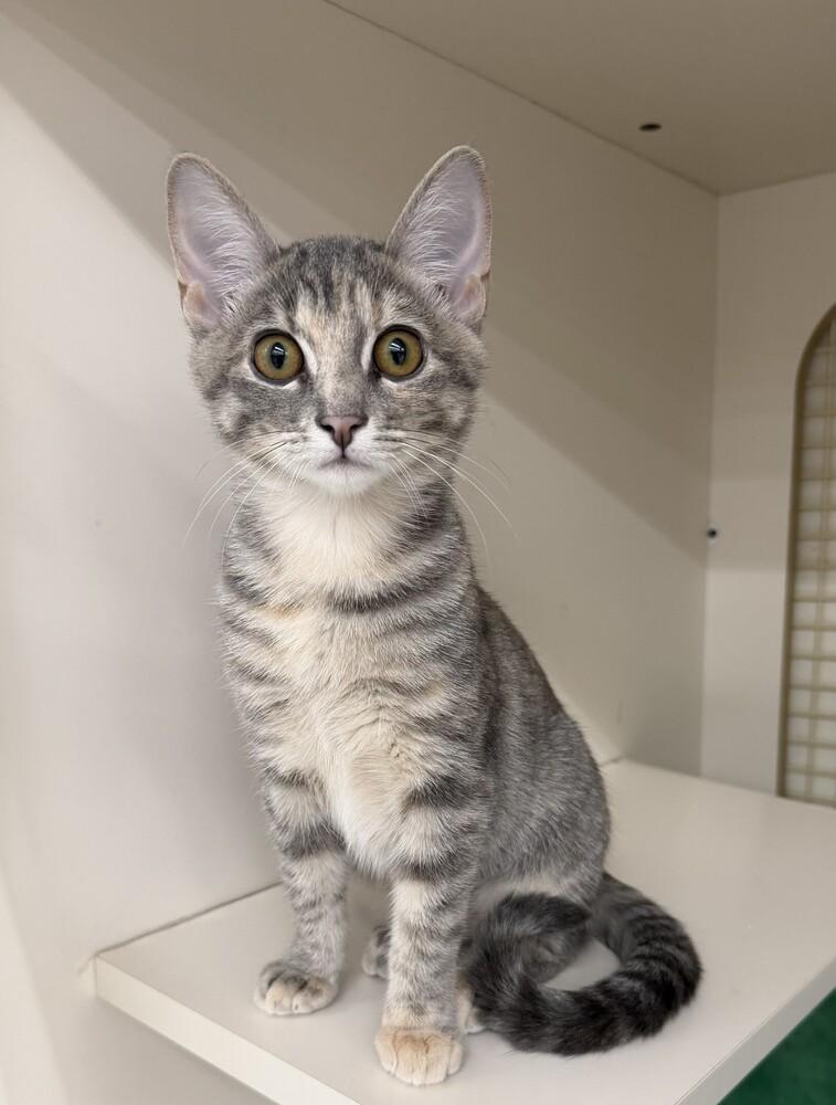 Pocketwatch, a Adoptable mixed breed in Little Rock, AR image 2/5
