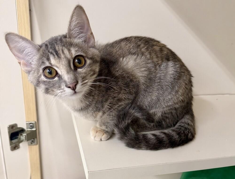 Pocketwatch, a Adoptable mixed breed in Little Rock, AR image 3/5