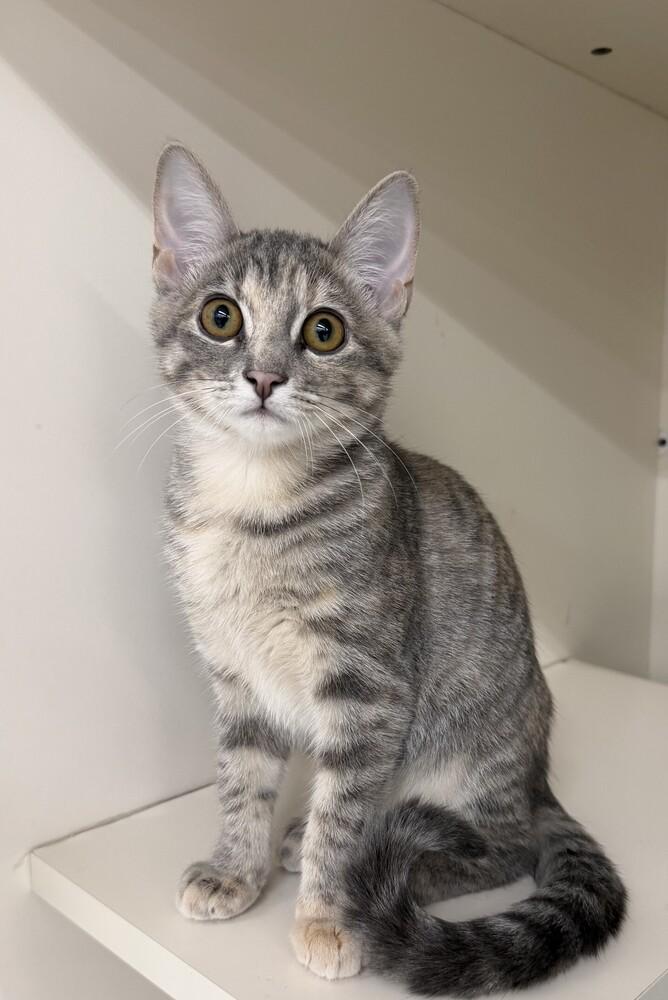 Pocketwatch, a Adoptable mixed breed in Little Rock, AR image 4/5