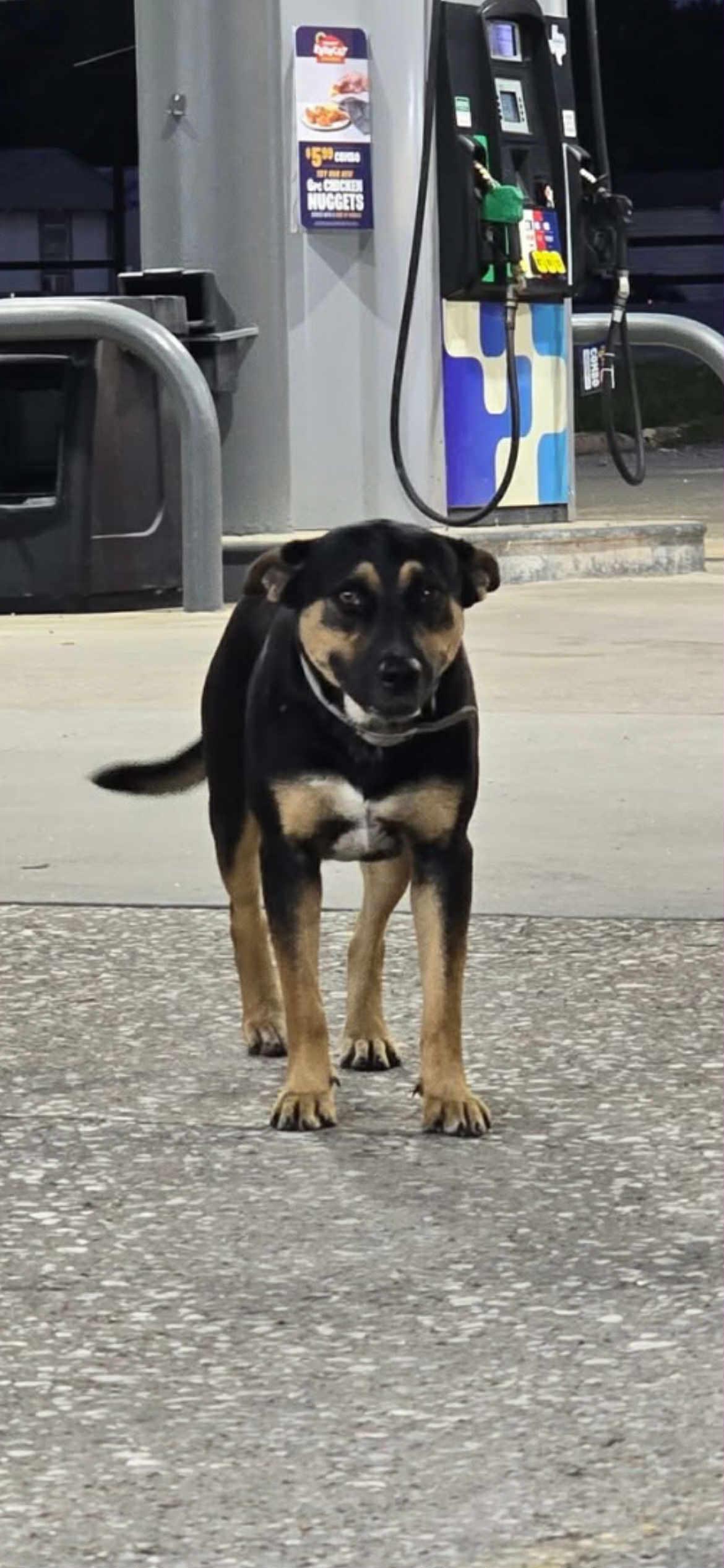 Enlarge Dora Dayton, a Adoptable mixed breed in Tacoma, WA image 3/6