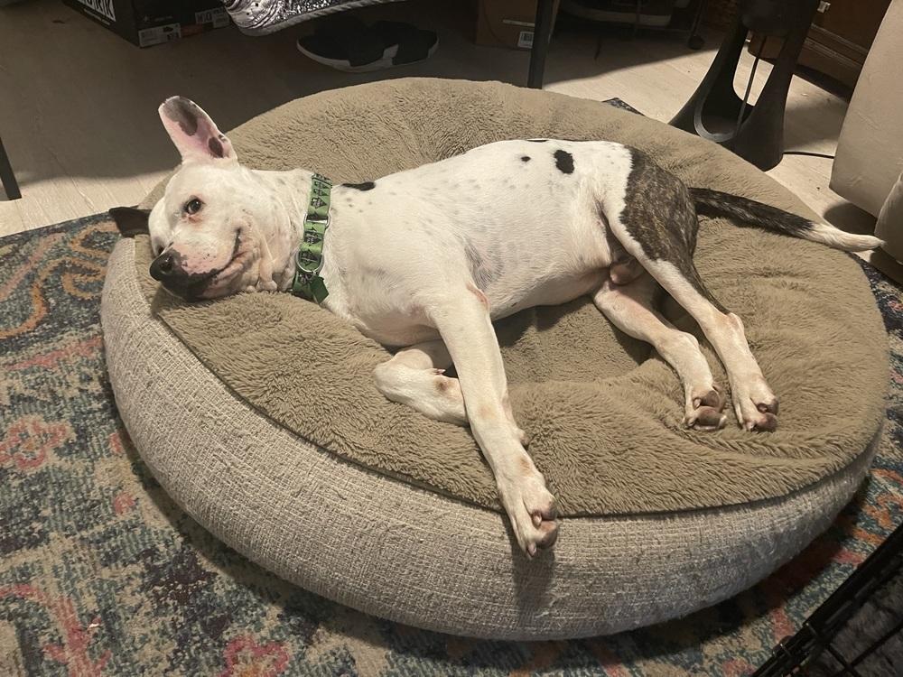 Topper, Adoptable, Adult Male Mixed Breed.