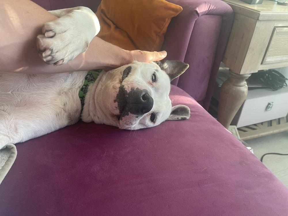 Enlarge Topper, a Adoptable mixed breed in San Diego, CA image 3/4