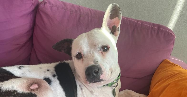 Enlarge Topper, a Adoptable mixed breed in San Diego, CA image 4/6