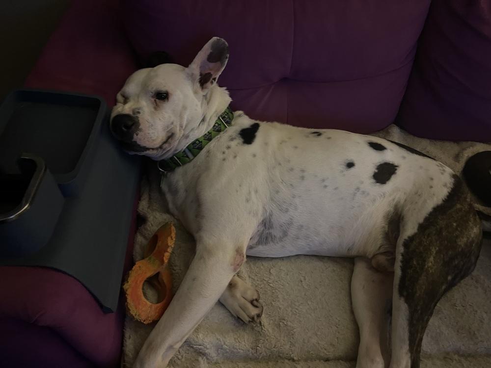 Enlarge Topper, a Adoptable mixed breed in San Diego, CA image 4/4