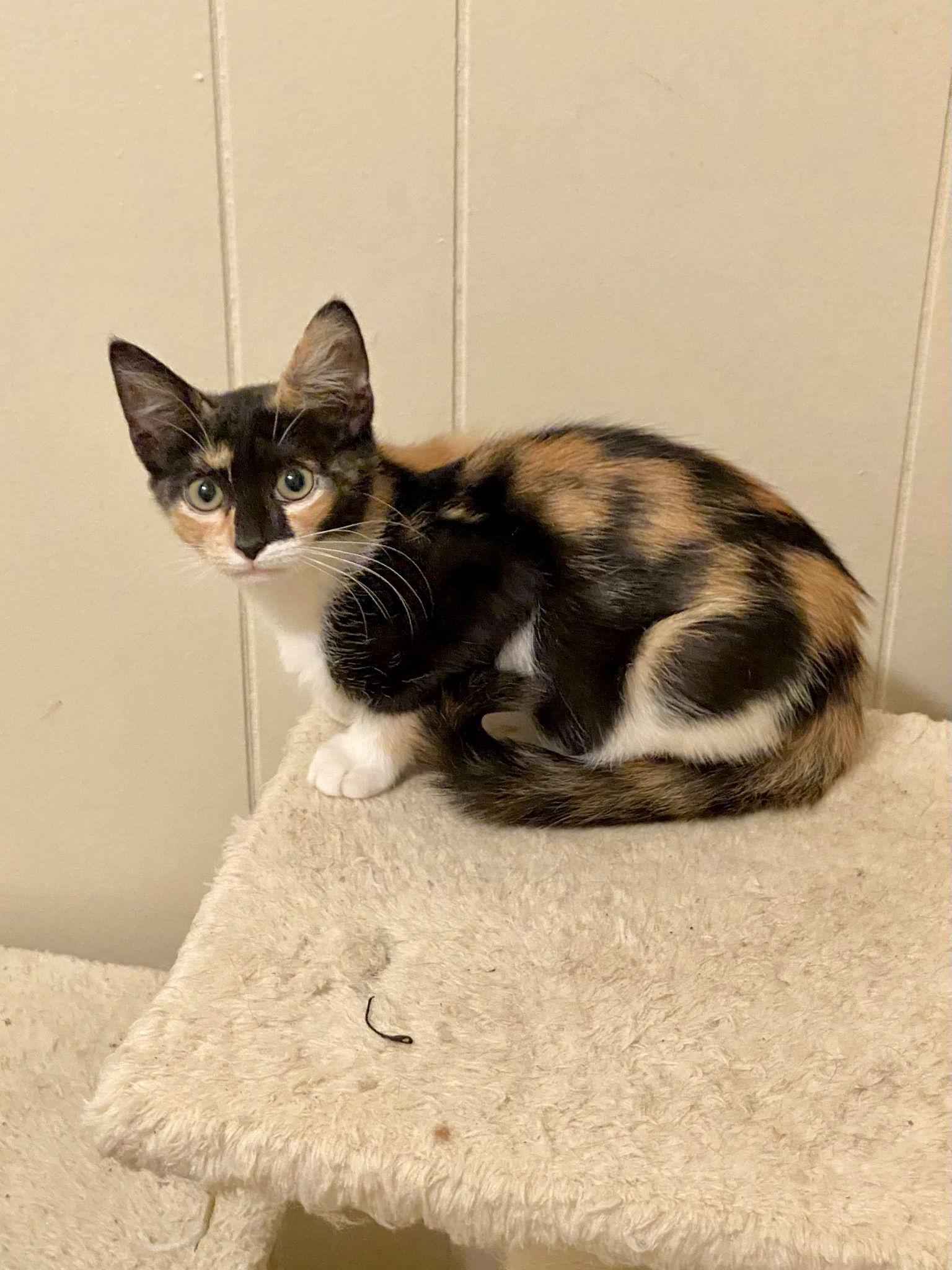 Capri, Adopted, Adult Female Calico.