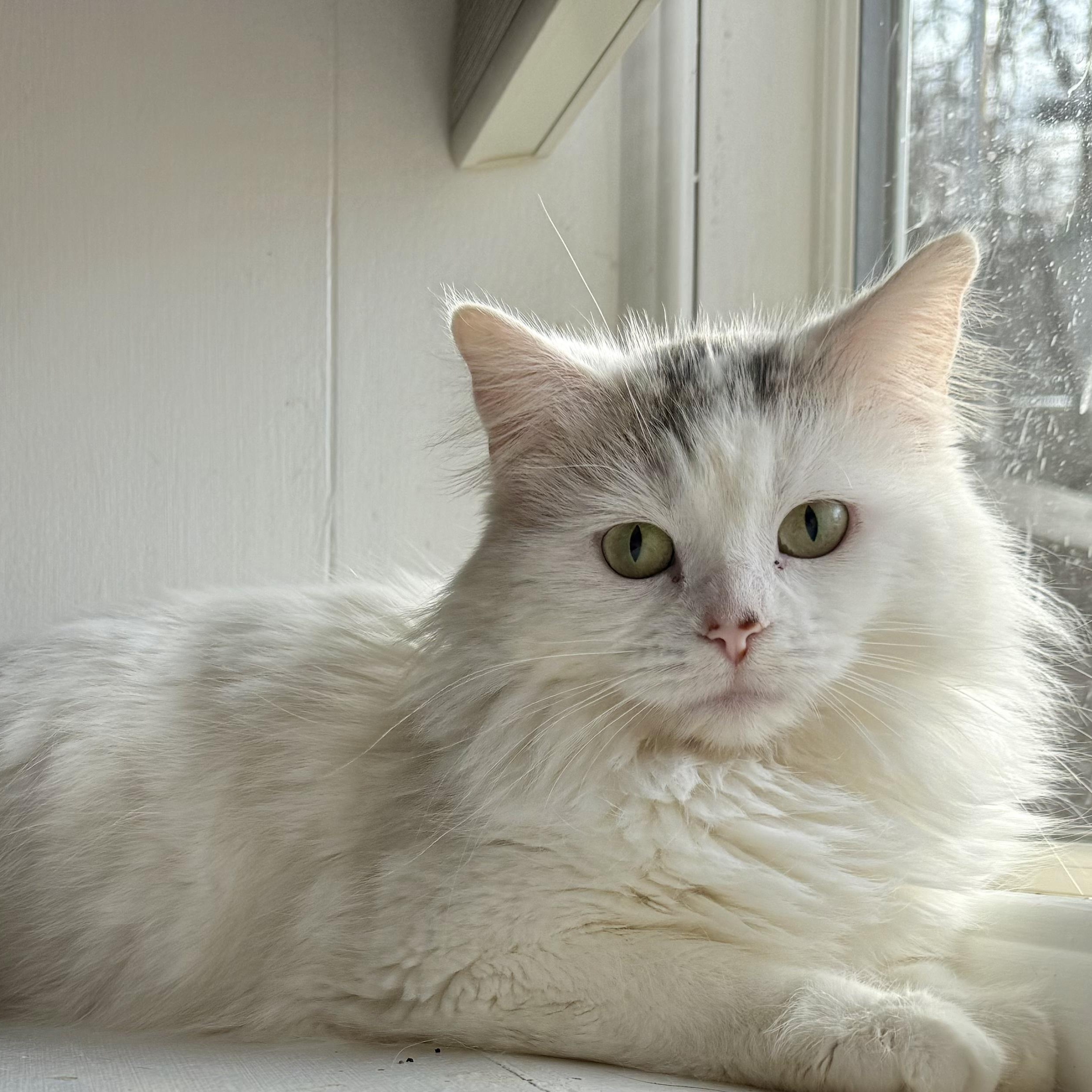 Enlarge Dove, an adopted Domestic Long Hair in Pardeeville, WI image 1/1