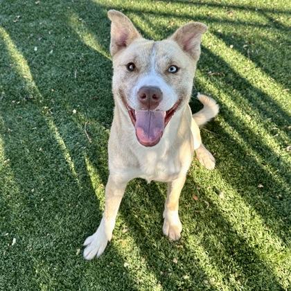 Enlarge Kimberly , a ADOPTABLE mixed breed in Red Bluff, CA image 5/6