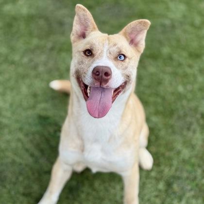 Enlarge Kimberly , a ADOPTABLE mixed breed in Red Bluff, CA image 3/6
