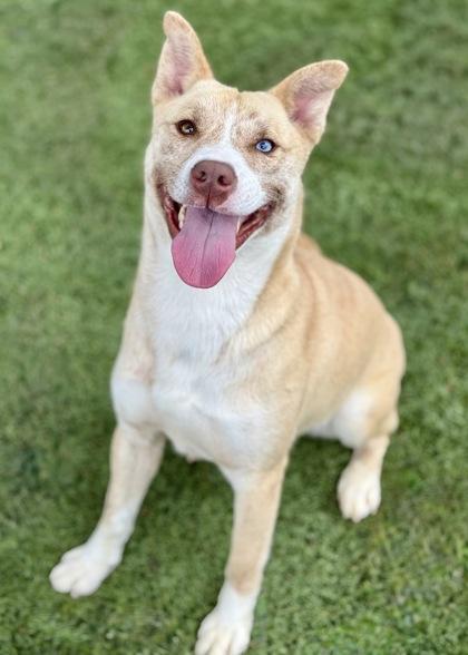 Enlarge Kimberly , a ADOPTABLE mixed breed in Red Bluff, CA image 2/6