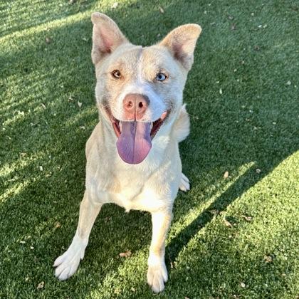 Enlarge Kimberly , a ADOPTABLE mixed breed in Red Bluff, CA image 4/6