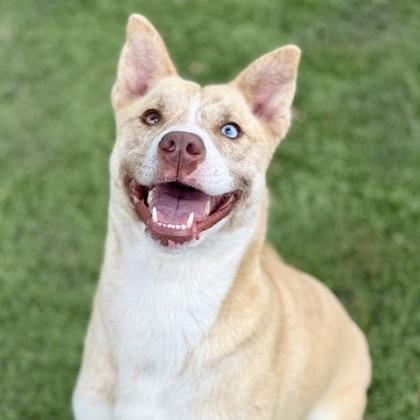 Kimberly , ADOPTABLE, Adult Female Pit Bull Terrier & Siberian Husky.