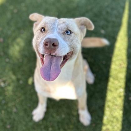 Enlarge Kimberly , a ADOPTABLE mixed breed in Red Bluff, CA image 6/6