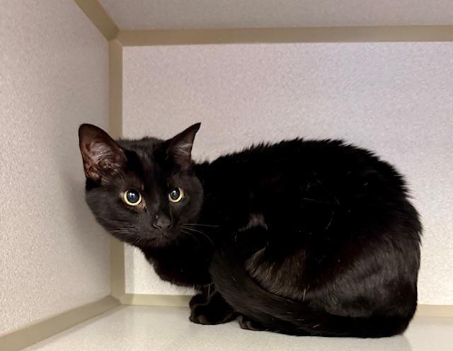 Stevie, ADOPTABLE, Adult Female Domestic Short Hair.