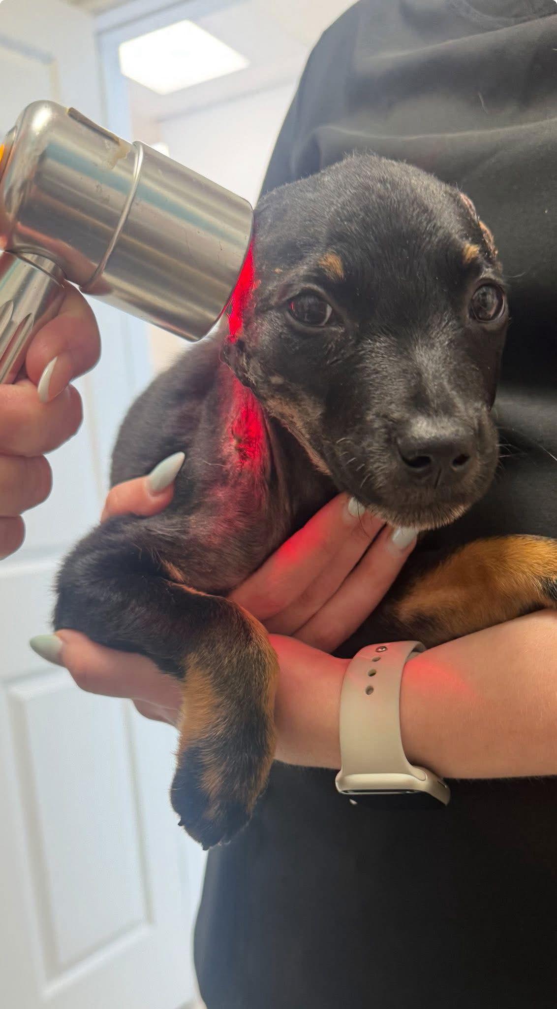 Vinny, a Adopted mixed breed in Dallas, TX image 1/3