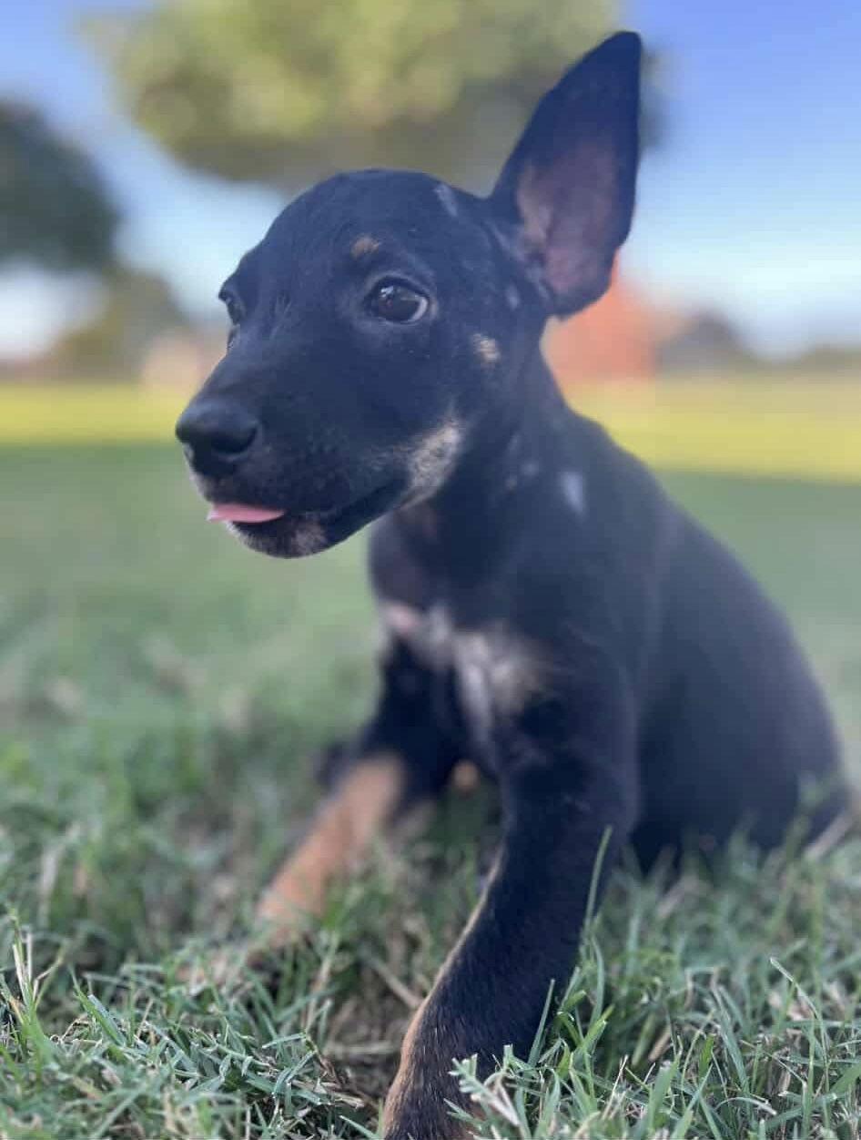 Vinny, a Adopted mixed breed in Dallas, TX image 2/3