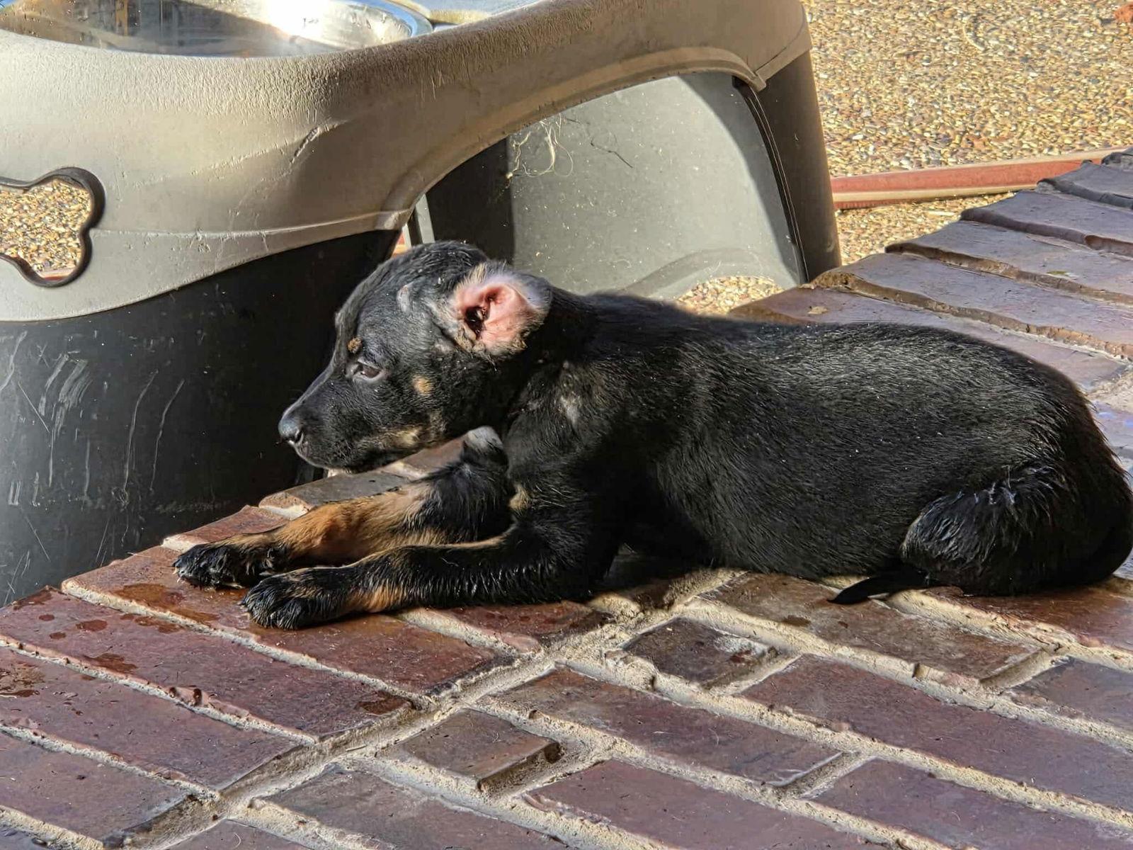Vinny, a Adopted mixed breed in Dallas, TX image 3/3