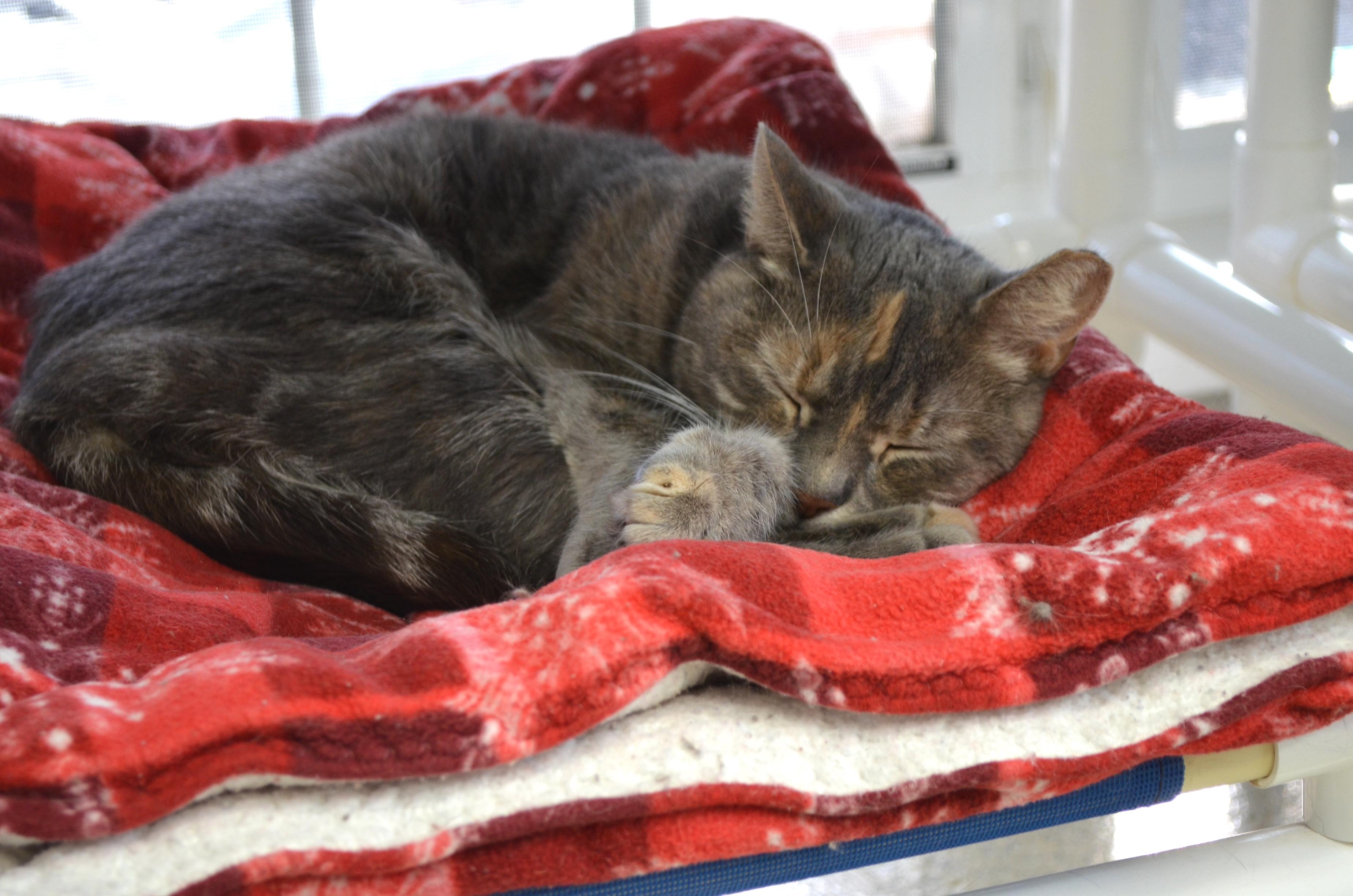 Swirly, a Adoptable Domestic Short Hair in Westbrook, CT image 4/4