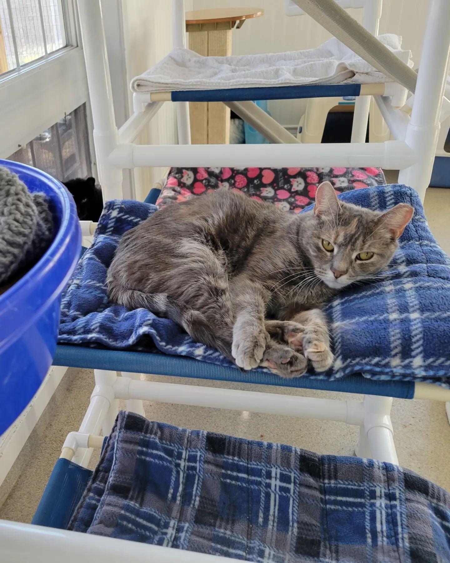 Swirly, a Adoptable Domestic Short Hair in Westbrook, CT image 3/4