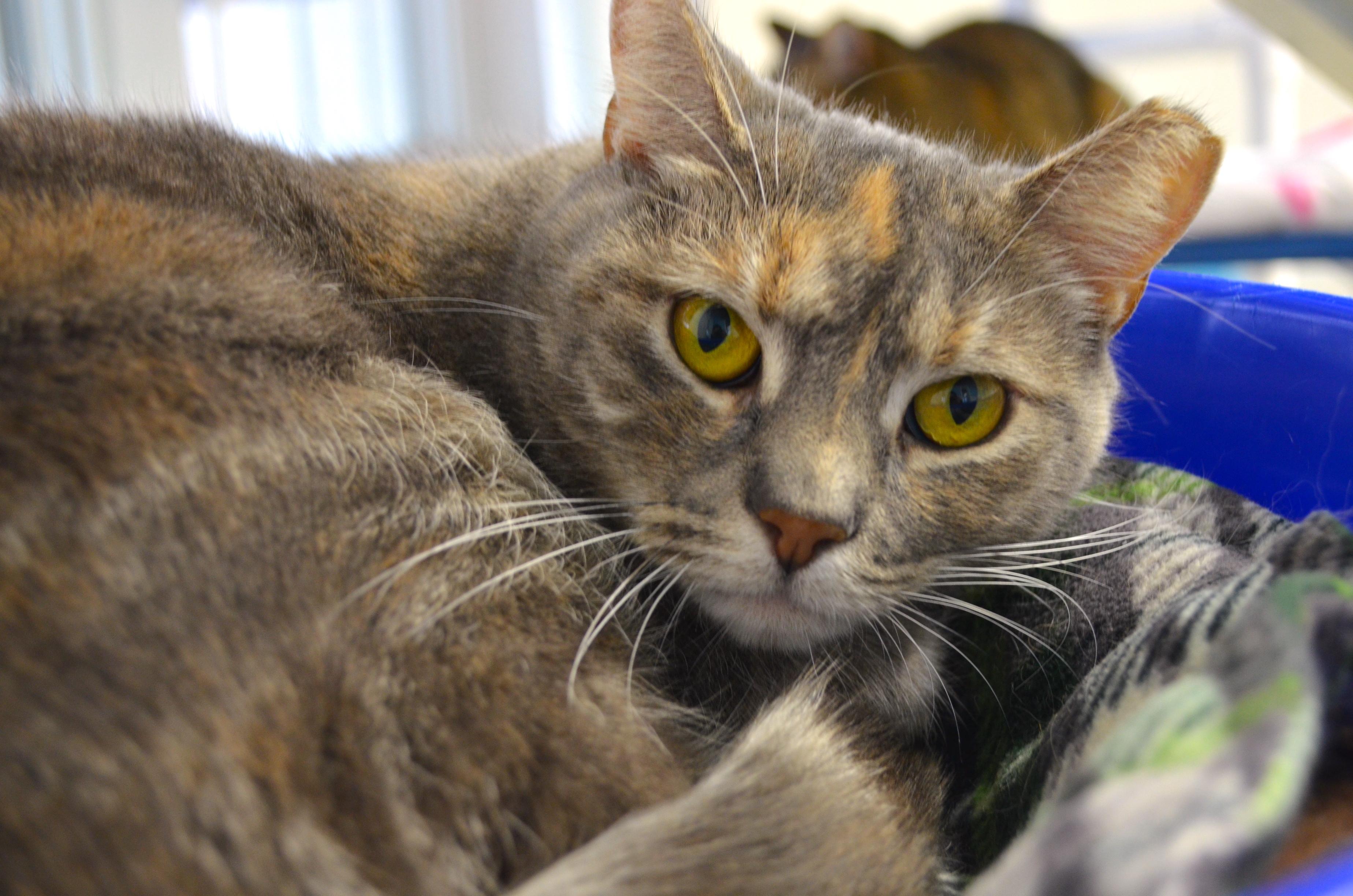 Swirly, a Adoptable Domestic Short Hair in Westbrook, CT image 1/4