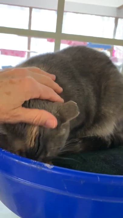 Enlarge Swirly, a Adoptable Domestic Short Hair in Westbrook, CT video 2/4