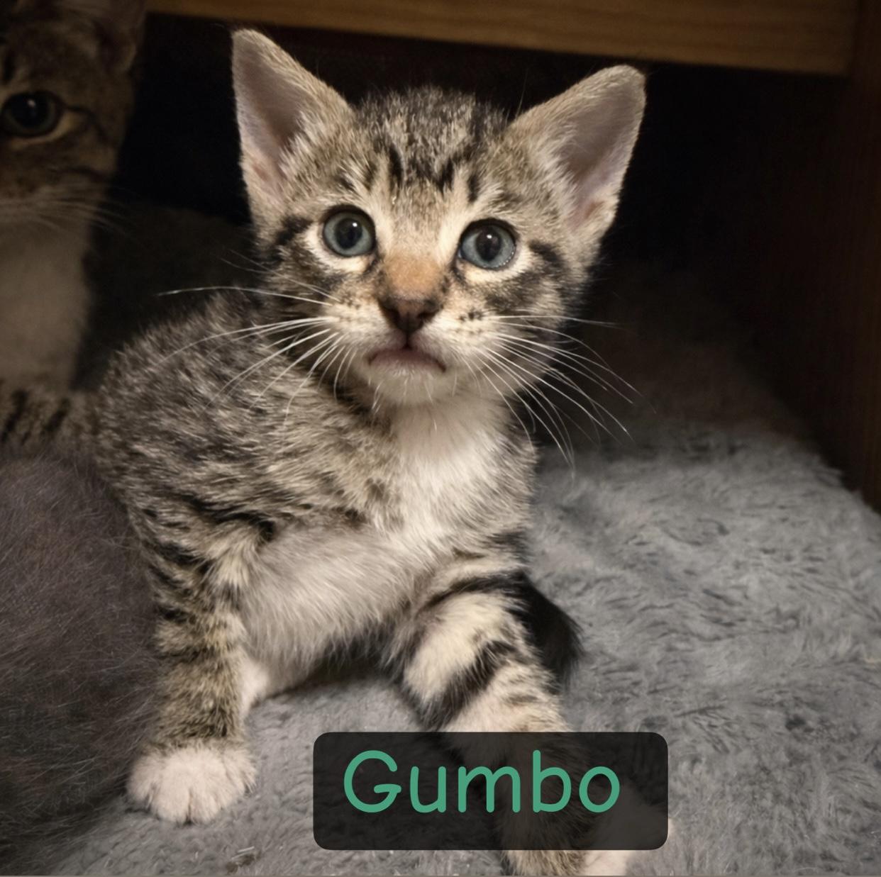 Gumbo, Adoptable, Kitten Male Domestic Short Hair.