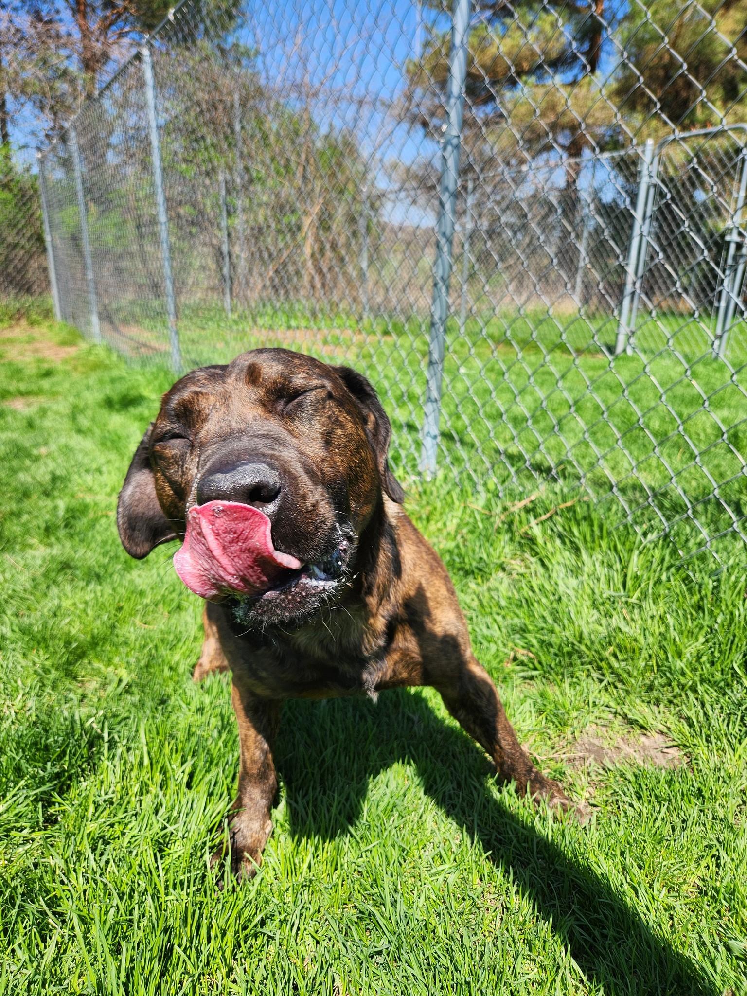 Baker, Adoptable, Adult Male Pit Bull Terrier.