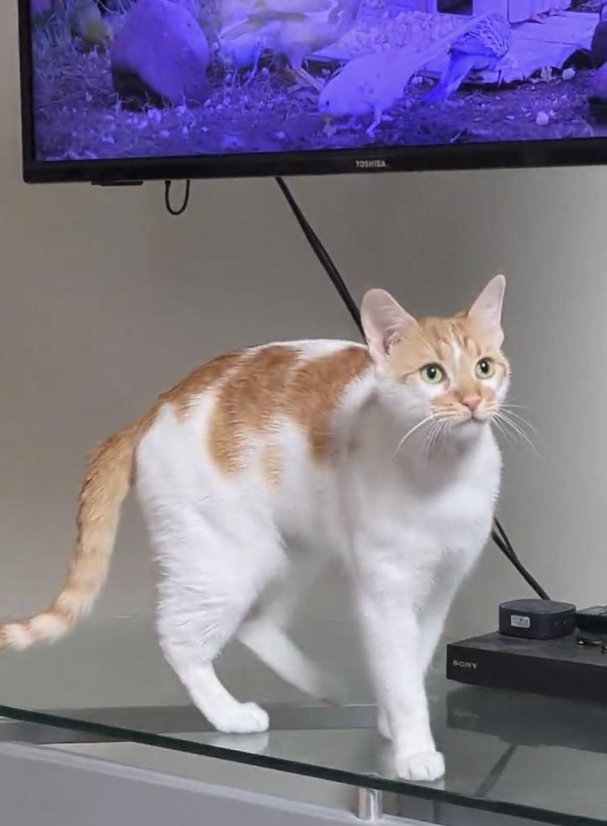 Enlarge MATRIX, a Adoptable Domestic Short Hair in Delhi, ON image 2/4