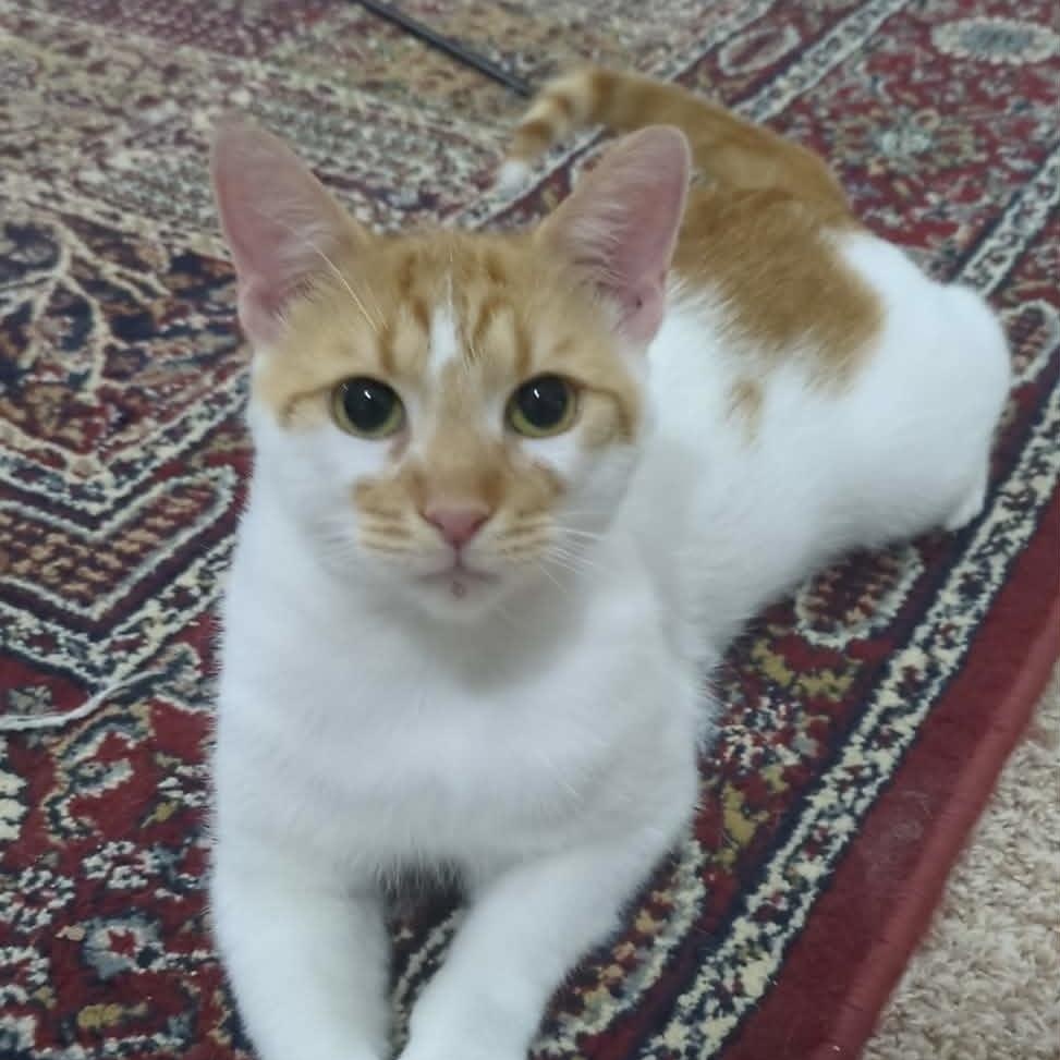 MATRIX, Adoptable, Young Male Domestic Short Hair.