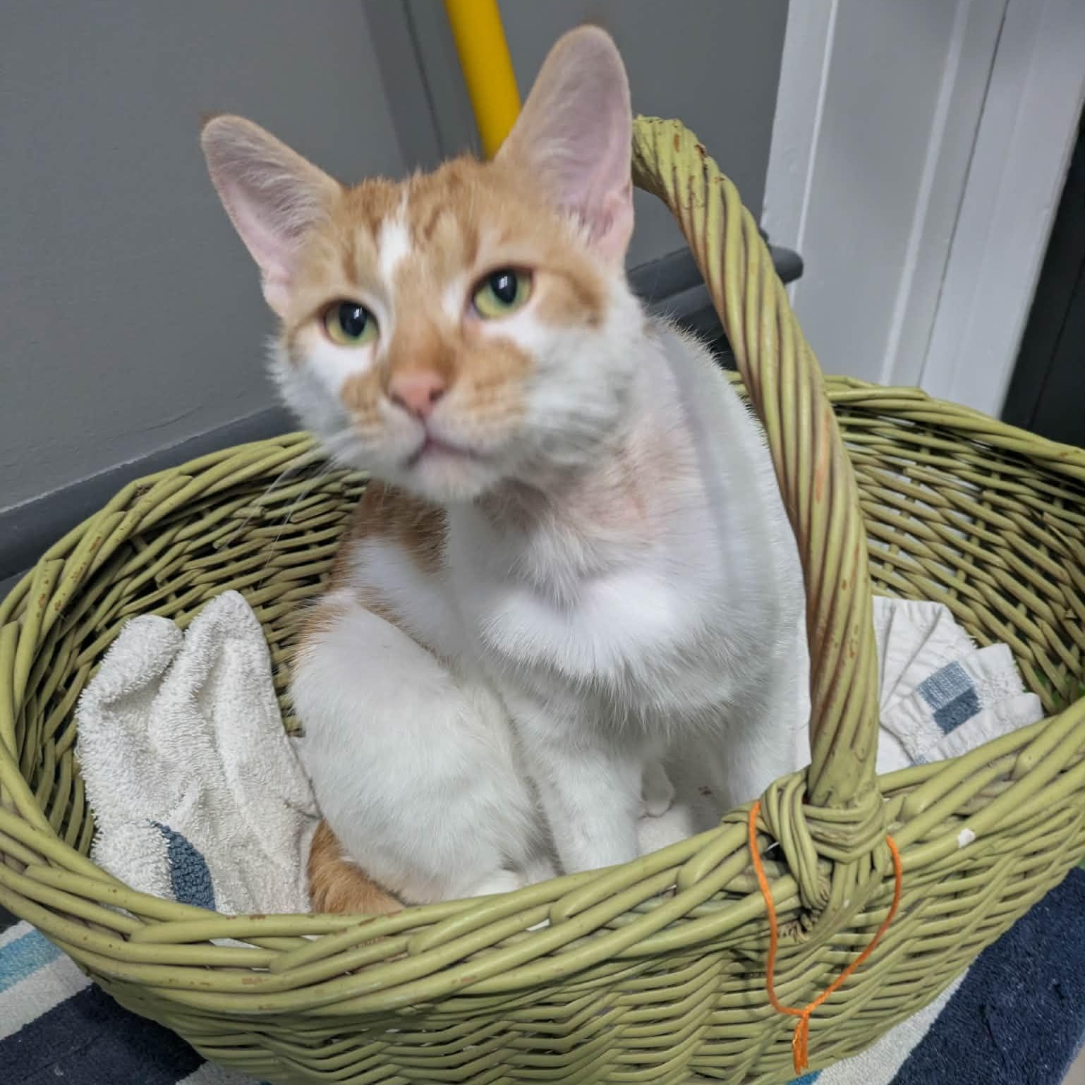 Enlarge MATRIX, a Adoptable Domestic Short Hair in Delhi, ON image 4/4