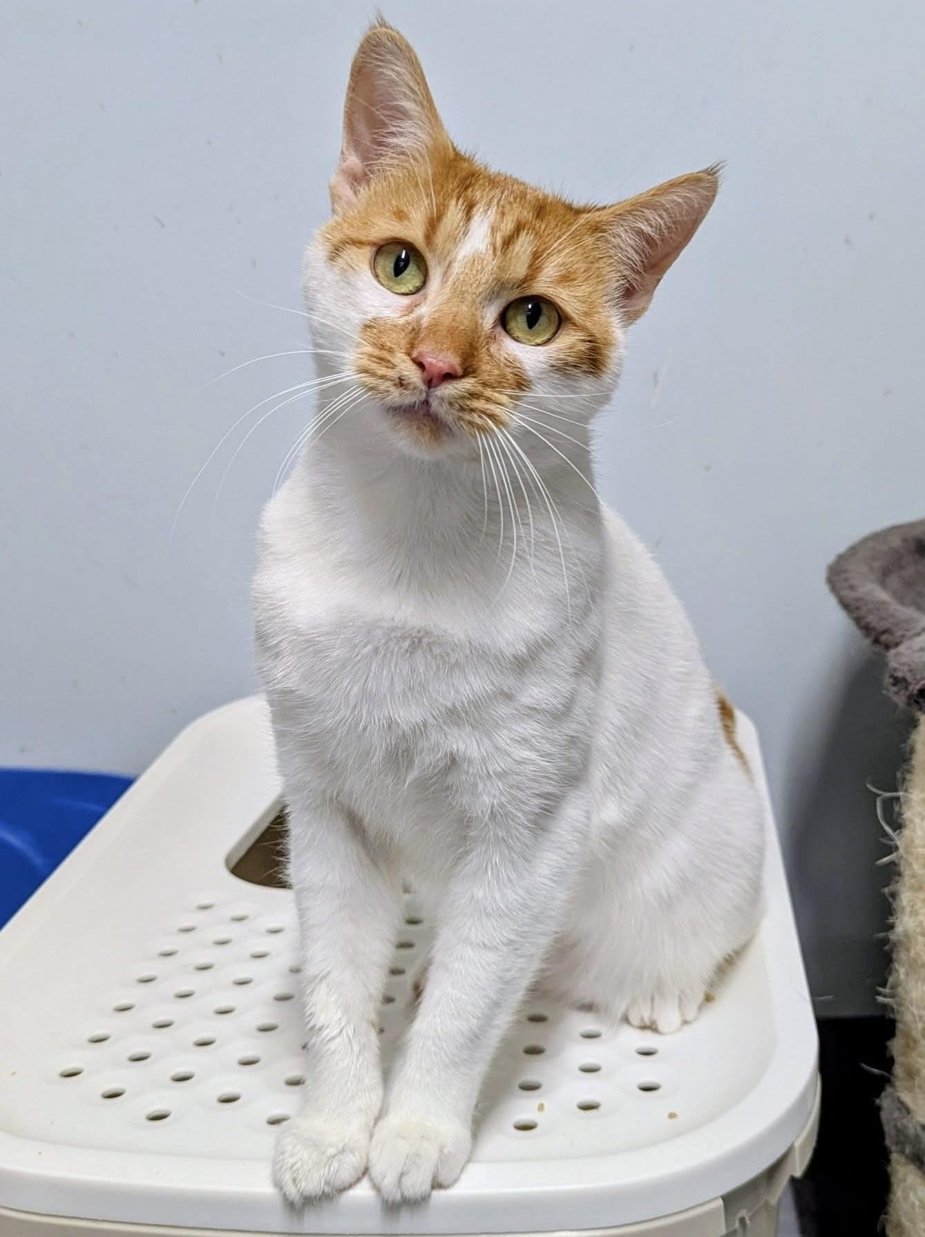 MATRIX, a Adoptable Domestic Short Hair in Delhi, ON image 5/5