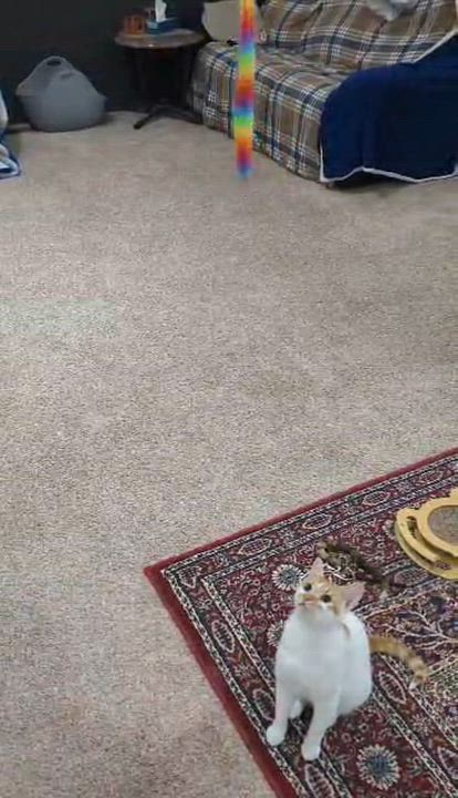 Enlarge MATRIX, a Adoptable Domestic Short Hair in Delhi, ON video 3/4