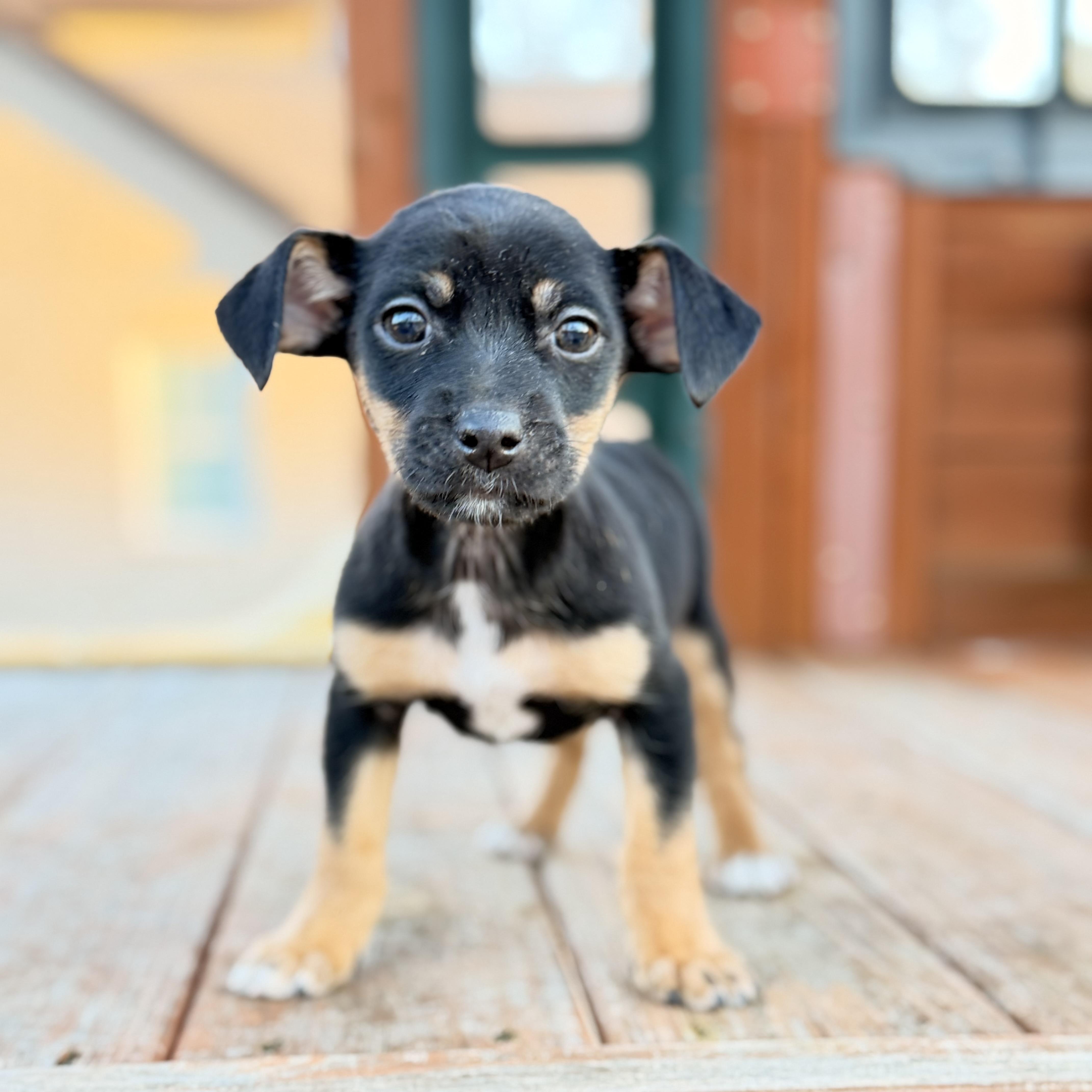 Annie, an adopted mixed breed in Hartford, CT image 3/6
