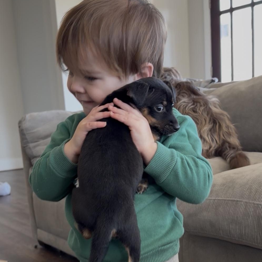 Annie, an adopted mixed breed in Hartford, CT image 6/6