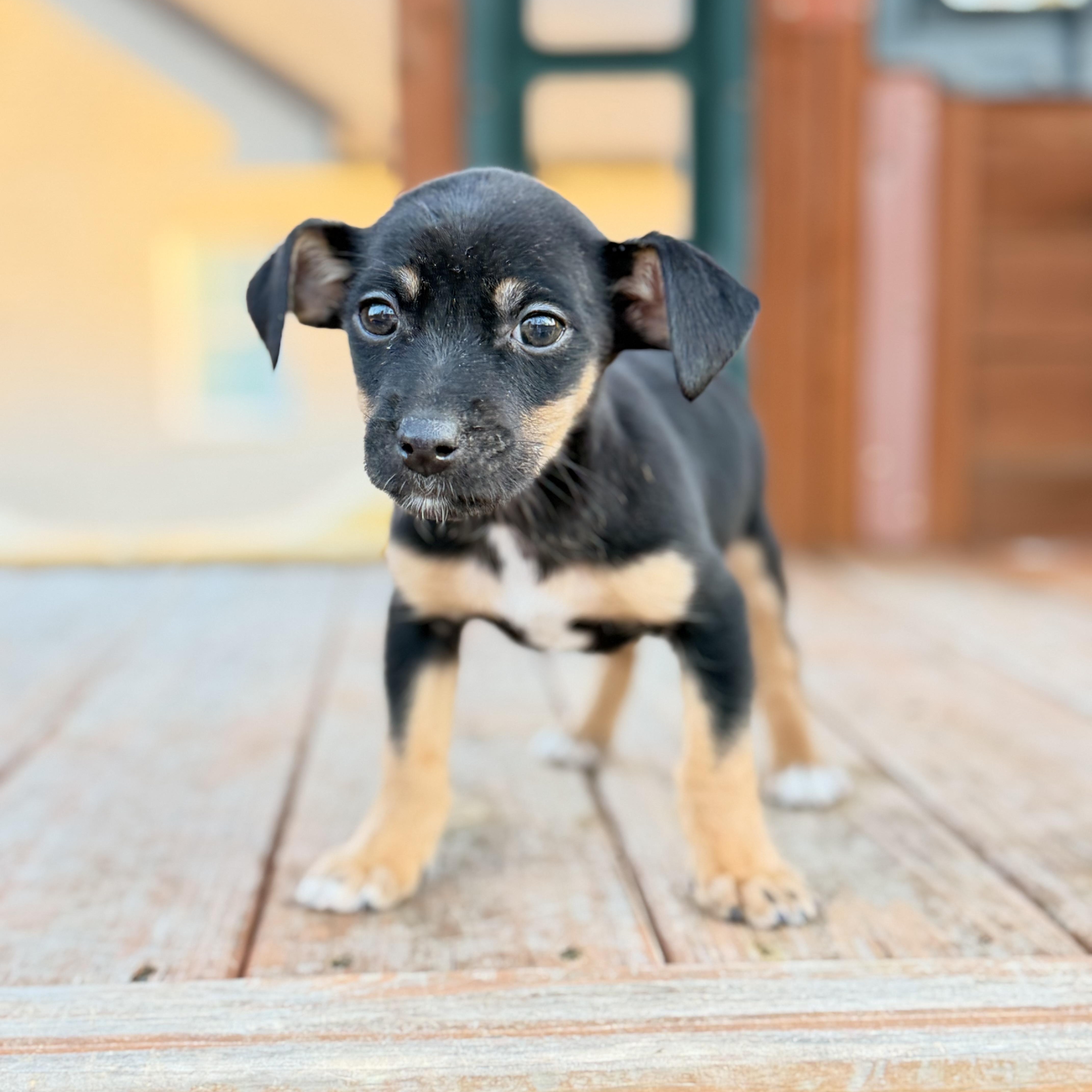 Annie, an adopted mixed breed in Hartford, CT image 1/6