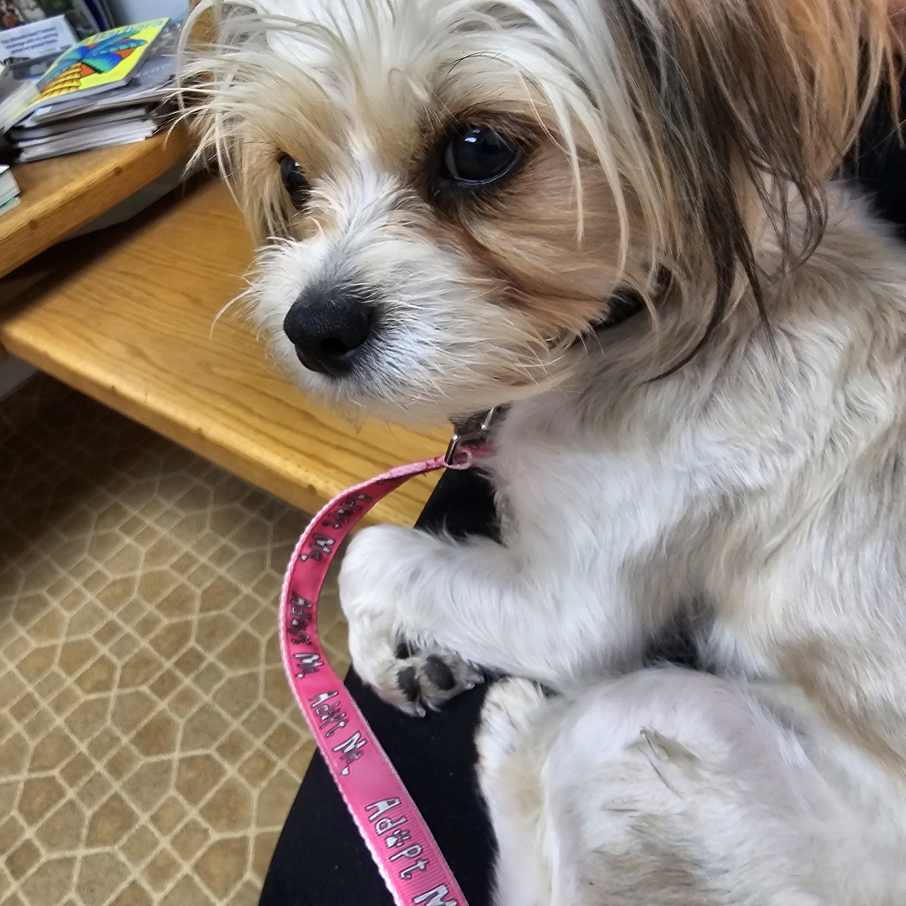 Enlarge Banderas, a ADOPTABLE mixed breed in San Jose, CA image 6/6