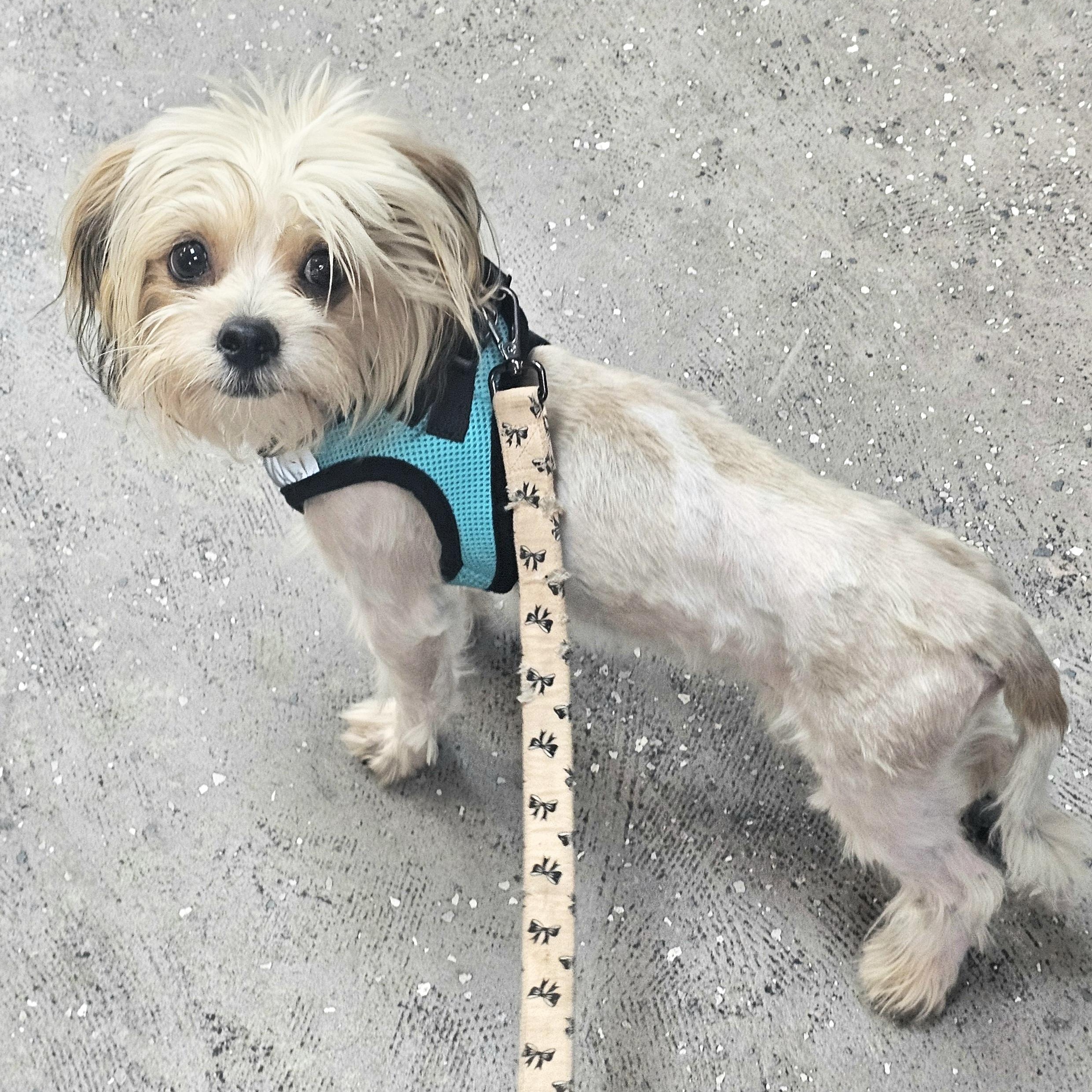 Banderas, ADOPTABLE, Young Male Shih Tzu & Terrier.